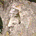 tronco d'albero